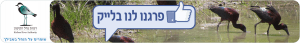 פייסבוק, רשות נחל הקישון