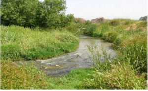 דוח ניטור אביב 2008, רשות הקישון