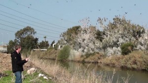אתר לינה קורמורנים, רשות נחל הקישון