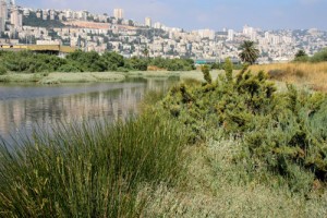 צומח נדיר, רשות נחל הקישון
