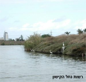 רשות נחל הקישון, החיים בנחל