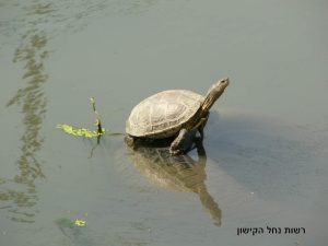 רשות נחל הקישון, החיים בנחל, צב