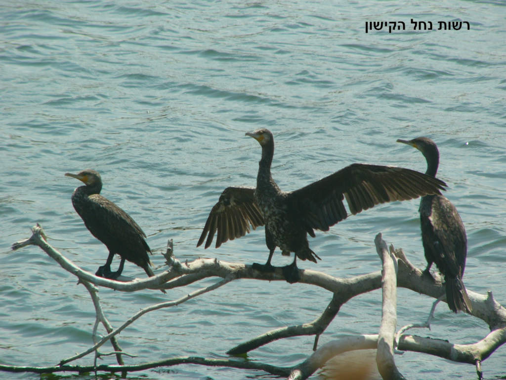 רשות נחל הקישון, החיים בנחל