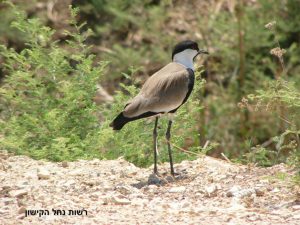 רשות נחל הקישון, החיים בנחל