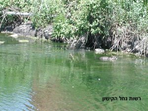 רשות נחל הקישון, שיקום מי הנחל