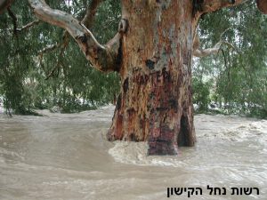 עץ, רשות נחל הקישון