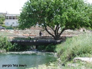 נוף, רשות נחל הקישון, צמחיה