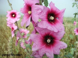 נוף, רשות נחל הקישון, צמחיה