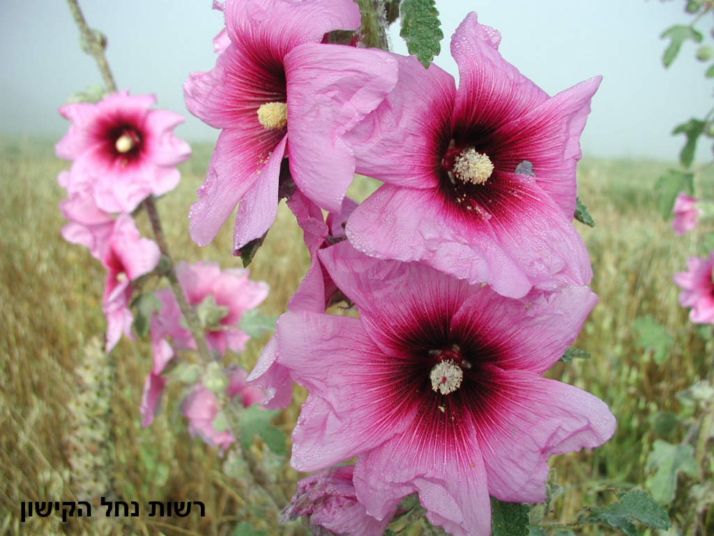 נוף, רשות נחל הקישון, צמחיה