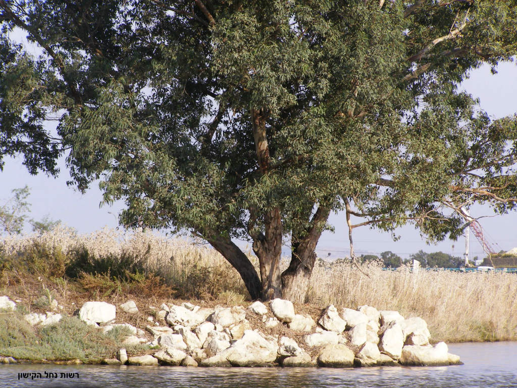 נוף, רשות נחל הקישון