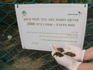 הצב הרך, רשות נחל הקישון
