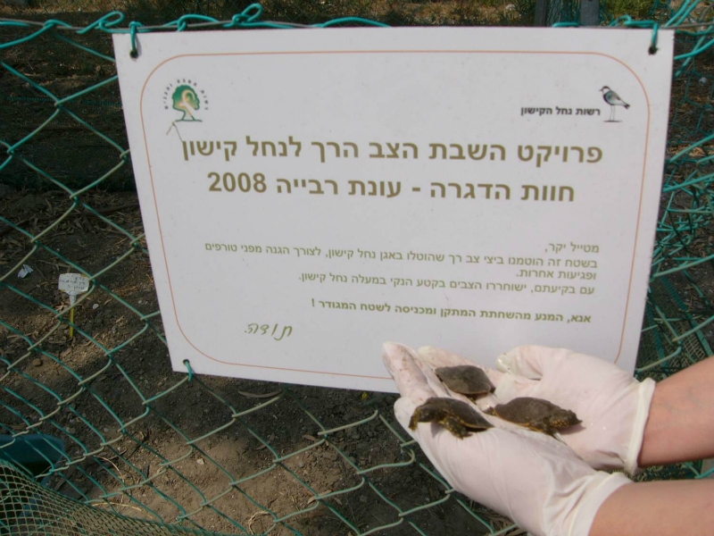 הצב הרך, רשות נחל הקישון