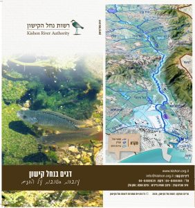 דגים בנחל קישון – עובדות חשובות על הדגים