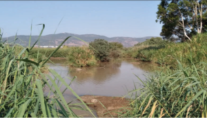 סקר אקולוגי במורד נחל קישון בראי שינוי אקלים סופין
