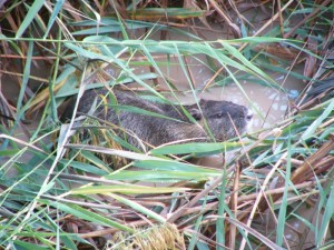 animals06
